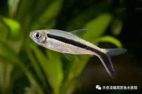 燈魚種類|魚類圖鑑：常見的100種燈科魚（上）